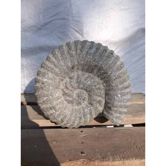 Escultura de concha de nautilus en piedra volcánica 20 cm
