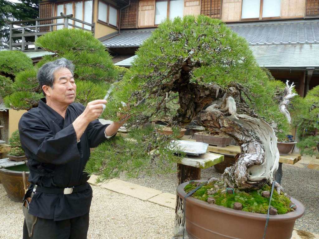 jardinier japonais s'occupant d'un bonsaï